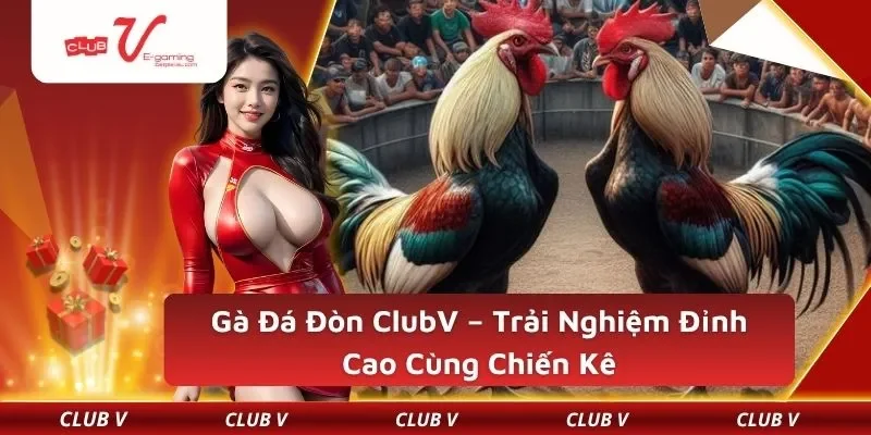 Gà Đá Đòn ClubV – Trải Nghiệm Đỉnh Cao Cùng Chiến Kê